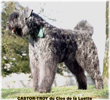 bouvier des flandres du clos de la luette - copyright d&eacute;pos&eacute;